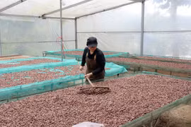 Переработка какао-бобов на предприятии ООО «Бản Cacao». 