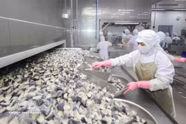 Работники перерабатывают сельскохозяйственную продукцию на предприятии Coastal Fisheries Development Company (Cofidec) в городе Хошимине. (Фото: ВИА) 