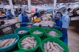 Переработка рыбных продуктов для экспорта на вьетнамском предприятии. (Фото: VietnamPlus)