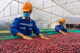 Основные продукты сельскохозяйственного экспорта, такие как перец и кофе, остаются устойчивыми и относительно защищены от пошлин США. (Фото: thanhnien.vn)
