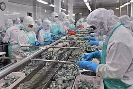 Креветки, обработанные для экспорта в корпорации Minh Phu Seafood (Фото: ВИA)