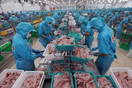 Рабочие перерабатывают морепродукты для экспорта. (Фото: ВИА) 