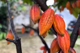 Один из ценных сортов какао, сохраняемых в акционерной компании «Azzan Cacao–Chocolate» (квартал Буонматхуот, провинция Даклак). (Фото: ВИА)