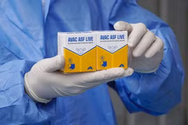 Вакцина против африканской чумы свиней AVAC ASF LIVE (Фото: AVAC)