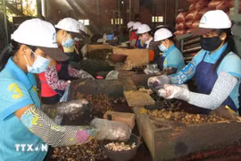 Общая стоимость экспорта сельскохозяйственной, лесной и рыбной продукции в первом квартале 2025 года достигла 15,72 миллиарда долларов США. (Фото: ВИA)