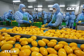 Рабочие перерабатывают манго на экспорт на предприятии акционерной компании An Giang Fruit and Vegetable JSC в провинции Ламдонг. (Фото: ВИА) 