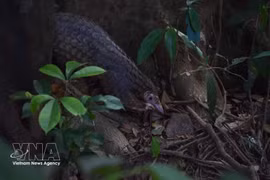Nine Sunda pangolins (Manis javanica) have been released back into the wild at the Bach Ma National Park. (Photo: VNA) 