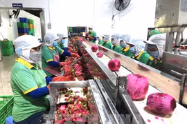 Рабочие обрабатывают фрукты для экспорта. (Фото: ВИA)
