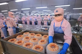 Креветки, обработанные для экспорта на заводе Minh Phu Group. Несколько международных организаций понизили прогноз экономического роста Вьетнама до 6-6,2% в 2025 году из-за неопределенности глобальной политики. (Фото: ВИA)