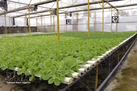 Гидропонная овощная ферма компании Green Farm Co., Ltd. в районе Нгуйетхоа. (Фото: ВИА) 