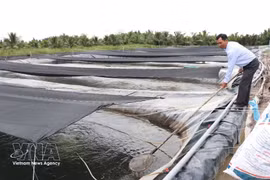 Питомник по выращиванию мальков тилапии компании Cuu Long Fisheries JSC в общине Виньким провинции Виньлонг. (Фото: ВИА) 
