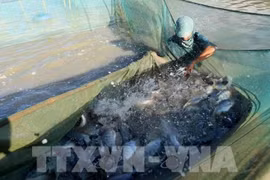 Новые возможности для экспорта вьетнамской тилапии (Фото: ВИA)