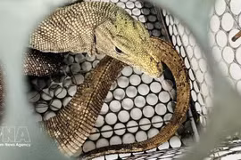 Дымчатый варан (*Varanus nebulosus*) весит около двух килограммов и достигает примерно 70 сантиметров в длину. Фото: ВИА. 