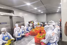 Рабочие перерабатывают фрукты на экспорт на предприятии Чаньтху в общине Чолон провинции Виньлонг. (Фото: ВИА)