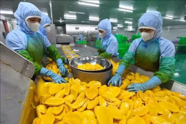 Рабочие обрабатывают манго для экспорта на фабрике акционерного общества по производству фруктов и овощей Анжанг в провинции Ламдонг (Фото: ВИA)