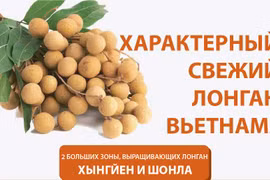 Характерный свежий лонган Вьетнама