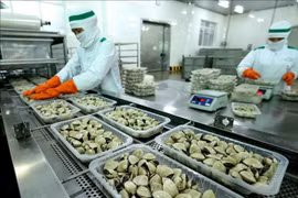Консервированное мясо моллюсков производится в соответствии с очень строгим технологическим процессом и стандартами качества. (Фото: ВИА)