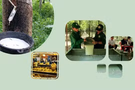 Цель до 2030 года расширить площадь каучуковых плантаций в 800 – 850 тысяч гектаров