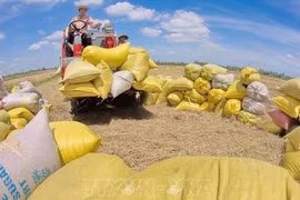 В этом году экспорт сельскохозяйственной, лесной и рыбной продукции планируется на уровне 50 млрд. долл. США. (Фото: ВИА) 