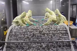 Переработка продукции из креветок на экспорт на заводе Minh Phu Seafood Group, провинция Камау. (фото: ВИА)