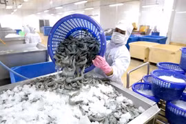 Завод по переработке креветок Minh Phu Seafood Group в провинции Камау (Фото: ВИА) 