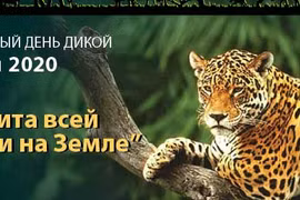 Всемирный день дикой природы 2020 подчеркивает важность биоразнообразия