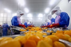 Линия по переработке манго Nafood Group в южной провинции Лонган (Фото: ВИА)