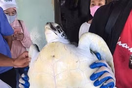 Зеленая морская черепаха спасена на пляже в уезде Тхангбинь провинции Куангнам. (Фото любезно предоставлено MPA островов Чам)