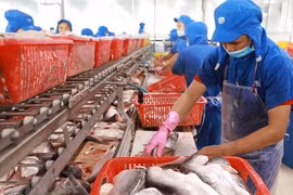 По данным Вьетнамского торгового бюро в Канаде, Канада является многообещающим рынком для вьетнамской водной продукции. Иллюстративное изображение (Фото: ВИА) 