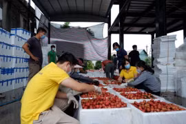Сотрудники Vietnam Post раздают фермерам инструкции по упаковке личи. Подключение фермерских хозяйств к платформам электронной коммерции и вывод сельскохозяйственной продукции в интернет имеет решающее значение для продвижения цифровой экономики в сельско