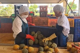 Переработка ананасов на заводе компании по экспорту продуктов питания Dong Giao в провинции Жалай. (Фото: ВИА) 