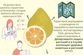 Свежие вьетнамские помело готовы к продаже в крупных сетях супермаркетов США.