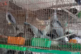Дикие птицы заперты в железных клетках, и покупателям угодно выбрать себе кого-либо из них. (Фото: Х.В / Vietnam+)