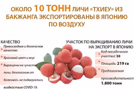 Около 10 тонн личи из Бакжанга экспортированы в Японию по воздуху