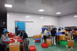 В настоящее время в провинции Даклак работают 17 предприятий по переработке дуриана, оборудованных морозильными и холодильными камерами, с совокупной годовой мощностью около 120 000 тонн. (Фото: ВИA)