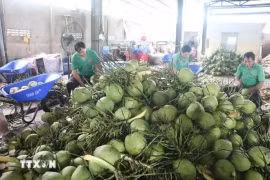 Обработка свежих кокосов для экспорта в компании Mekong Fruit Co. Ltd. в уезде Чаутхань, провинция Бенче. (Фото: ВИA)