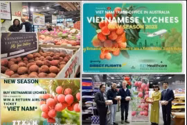Вьетнамские личи хорошо продаются в магазинах Costco в Австралии (Фото: ВИA)
