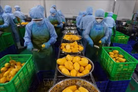 Рабочие обрабатывают манго для экспорта в компании B'LaoFood в городе Кантхо. (Фото: ВИA)