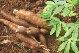 Вьетнамская маниока (Фото: hiephoisanvietnam.org.vn)