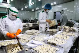 Фасовка замороженных моллюсков на фабрике вьетнамской компании Lenger Seafoods в провинции Намдинь. (Фото: ВИА)