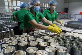 Рабочие перерабатывают личи на экспорт на фабрике Vifoco Import Export (Фото: ВИА)