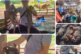 В роли покупателя дикого мяса, репортер VietnamPlus стал свидетелем торговли дикими животными на рынке Бан Хок. (Фото: Vietnam+)