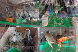 Дикие птицы открыто продаются на рынке Тханьхоа (провинция Лонган). (Фото: Vietnam+)