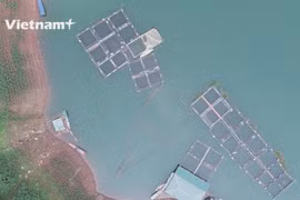 Зарабатывать миллиарды, выращивая полудикие виды рыб на водохранилище Хоабинь