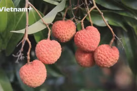 «Зеленая линия» для сельскохозяйственной продукции: Мотивация для продвижения потребления личи