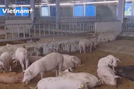 Модель циркулярной экономики во Вьетнаме