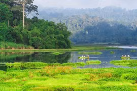 Лес Намкаттиен. (Фото: quehuongonline.vn)