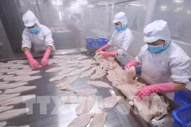 Рабочие рыбоперерабатывающего завода в Донгтхапе (Фото: ВИА) 