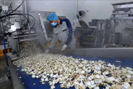 Линия по производству замороженного мяса моллюсков на заводе Lenger Vietnam Seafood Company. (Фото: ВИА)