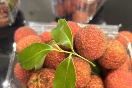 Спелый личи имеет ярко-красный цвет, хрустящую мякоть, легкую сладость, без косточек. (Фото: ВИА)